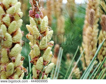 Young Pine Buds In Spring. Pinus Mugo, Dwarf Mountain Pine, Mugo Pine.