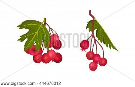 Hawthorn Berry Branch With Cluster Of Red Round Small Pome Fruits Vector Set