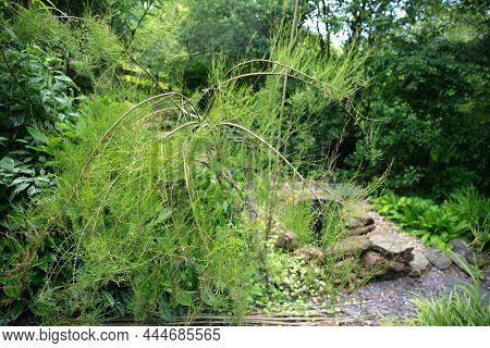 Green Leaves Of Tamarix This Plant Part Of The Family Of Tamaricaceae, Is A Secies Of Flowering Plan