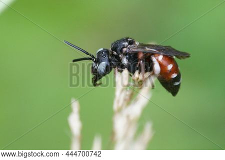 Closeup On The Colorful Male Of The European , Kleptoparasite Yellow Loosestrife-cuckoo Bee Epeoloid
