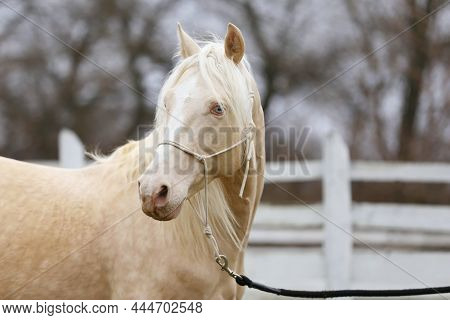 Portrait Close Up Of A Beautiful Cremello Stallion In Against White Colored Wooden Corral Outdoors