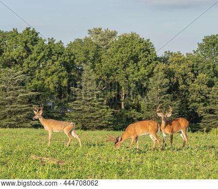Three Male White-tailed Deer With Antlers Grazing In Field.