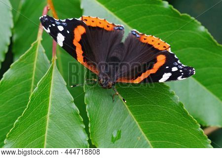 Closeup Of A Fresh Atalanata Butterfly, Vanessa Atalanta, In The Garden