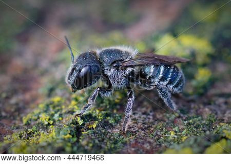 Closeup Of A Female Of He Blue Mason Bee, Osmia Caerulescens From The Gard, France