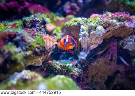 Beautiful Aquarium With Different Types Of Fish And Corals In The Neon Light In Prague, Czech Republ