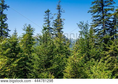 Fir Forest Landscape In La Clusaz, Haute-savoie, France