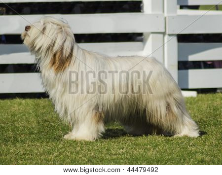 Briard pes