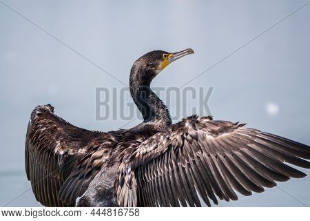 Great Cormorant, Phalacrocorax Carbo, Sits On Stone And Dries Its Wings On The Wind.