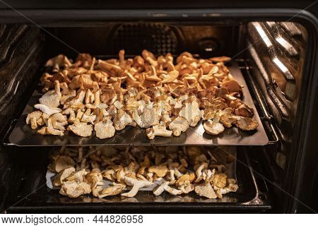 Hydnum Repandum Mushroom Drying In A Oven