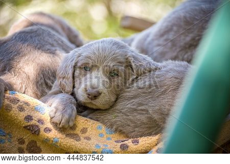 Portrait Of A Long Haired Weimaraner Puppy With Its Gray Fur And Bright Blue Eyes On A Green Meadow.