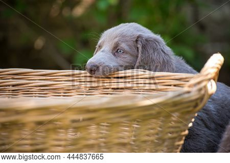 Longhair Weimaraner Puppies Playing With A Beach Chair In The Green Meadow In The Garden. The Small 