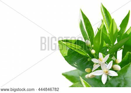 Orange Tree Corner With White Fragrant Flowers, Buds, Leaves And Fruit Isolated On White. Neroli Blo