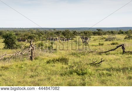 Zebras In The Kruger National Reserve  In South Africa