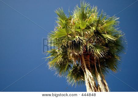 Under The Palm