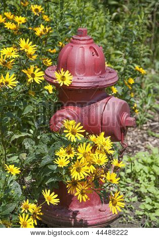 Hnědooká Susany a červený požární Hydrant