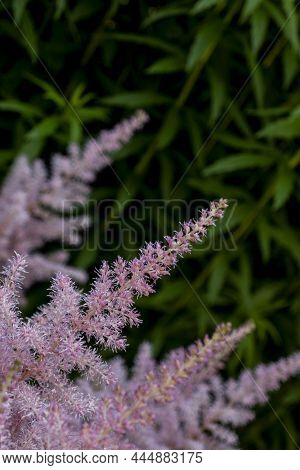 Pink Small Astilba Flowers Close-up. Delicate Pink Background Blurred. Selective Focus. High Quality
