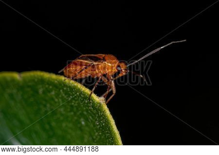 Adult Plant Bug Of The Family Miridae