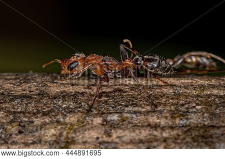 Adult Female Twig Ant Of The Genus Pseudomyrmex