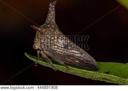 Adult Typical Treehopper Of The Family Membracidae
