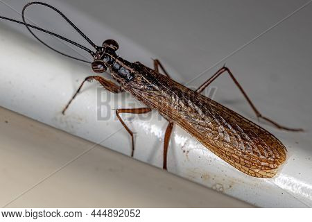 Adult Mantoidid Mantis Of The Genus Mantoida