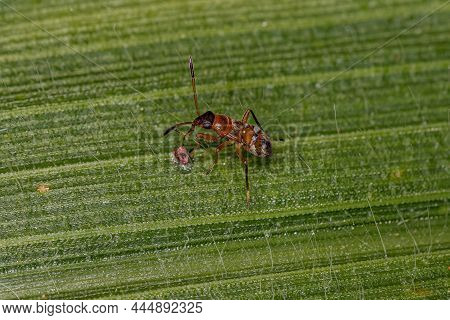 Dirt-colored Seed Bug Nymph Of The Subfamily Rhyparochrominae