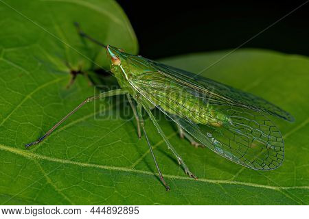 Adult Green Dictyopharid Planthopper Insect Of The Family Dictyopharidae