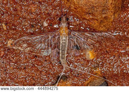 Adult Pale Burrower Maylfly Of The Genus Campsurus