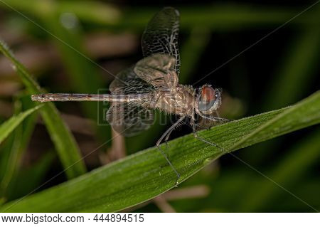 Adult Dragonfly Insect Of The Superfamily Libelluloidea