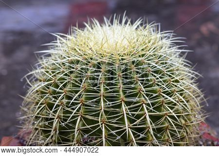 Echinocactus Grusonii Golden Ball Cactus With Rain Drops