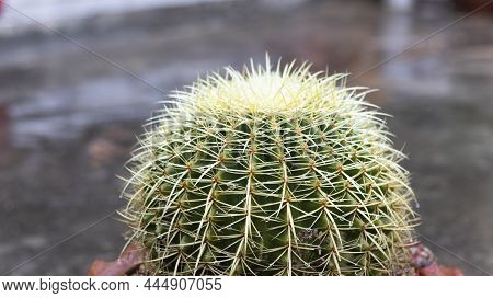 Mother-in-law's Cushion Cactus In Rain Selective Focus With Blur Background