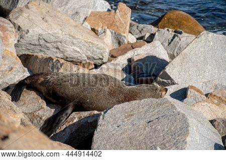Brown Fur Seal Also Known As Australian Fur Seal Resting On The Rock Near The Ocean