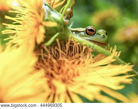 Macro Photography Of A Green Dotted Tree Frog Resting On The Yellow Flower Of The Erato Vulcanica, N