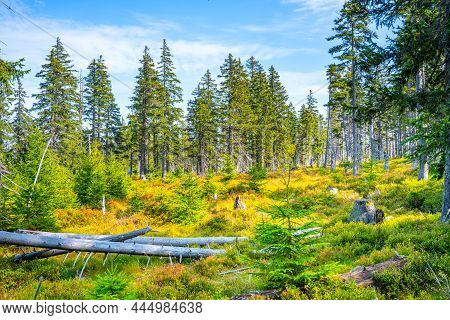 Sunny Day At Cerna Hora Peat Bog, Czech: Cernohorske Raseliniste, In Giant Mountains National Park, 