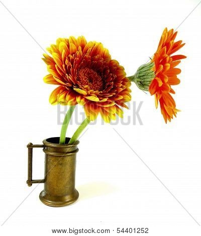 orange gerbera