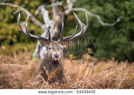 Red Deer Stag During Rutting Season In Autumn
