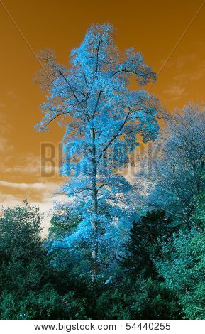 Stunning Unusual False Color Tree And Sky Landscape