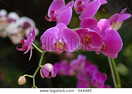 Orchideen