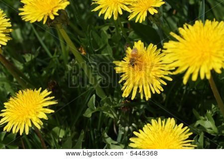 Löwenzahn, Löwenzahn (Taraxacum) und Biene
