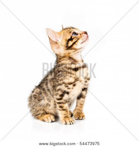 Bengal Kitten On White Background