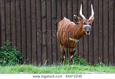 Bongo Antelope (tragelaphus Euryceros)