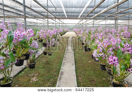 nobile orchid