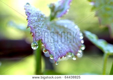 Dew drop on grape leaf