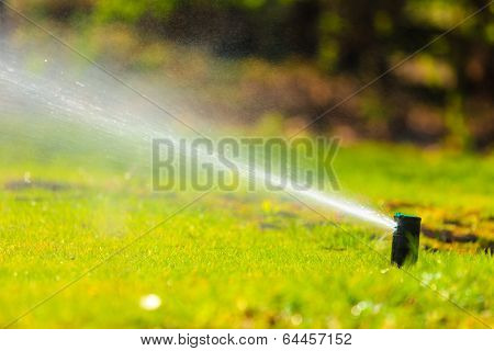 Gardening. Lawn Sprinkler Spraying Water Over Grass.