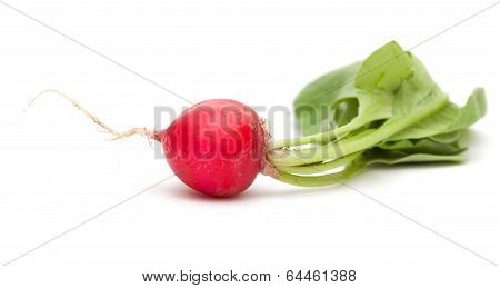 Radish