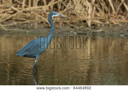 A Western Reef Heron With Its Face Flushed Purple In The Mangroves