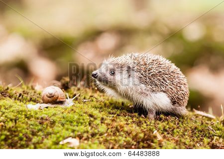 Eastern European Hedgehog