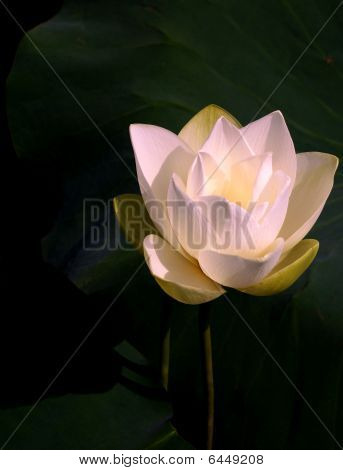 lotus lotiform
