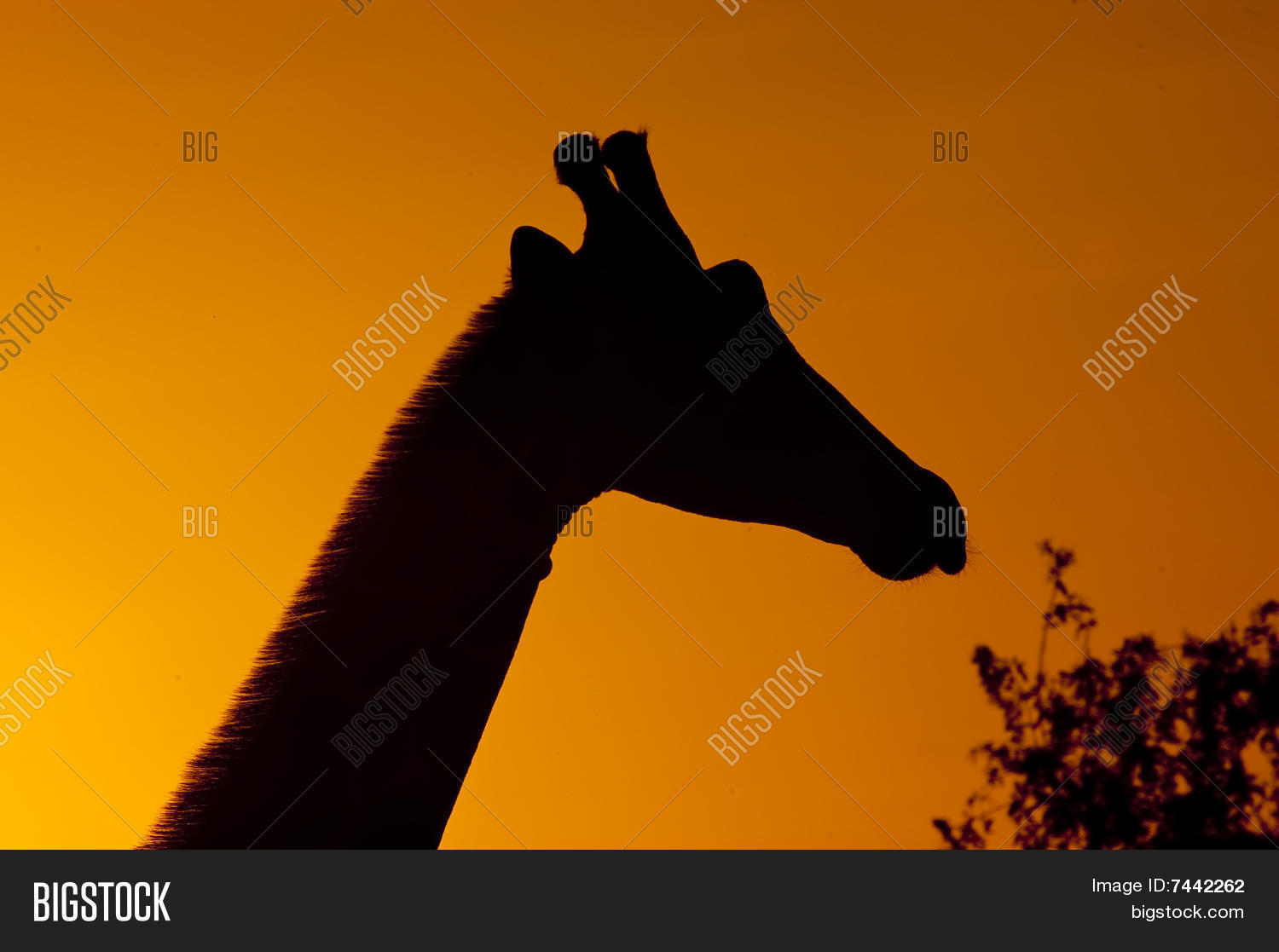 Image Preview