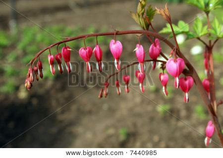 Dicentra eller blødende hjerte