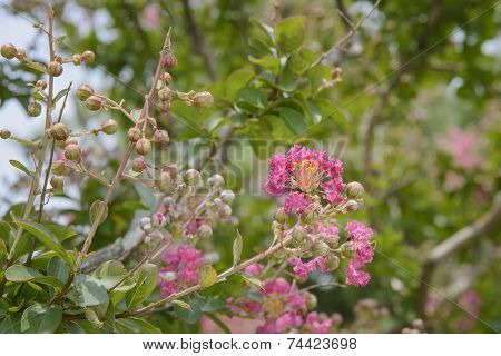 Pink Lagerstroemia Indica Flowrs